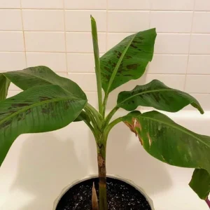 Dwarf Cavendish Banana Live Plants - Set of 2, 4-6