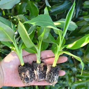 Dwarf Cavendish Banana Live Plants - Set of 2, 4-6