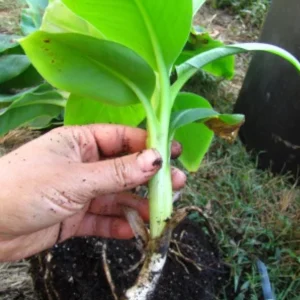 Dwarf Cavendish Banana Live Plants - Set of 2, 4-6