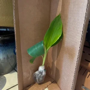 Dwarf Cavendish Banana Live Plants - Set of 2, 4-6