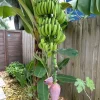 Dwarf Cavendish Banana Live Plants - Set of 2, 4-6" Tall Tropical Indoor/Outdoor - Image 1