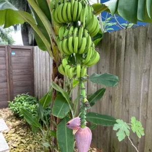 Dwarf Cavendish Banana Live Plants - Set of 2, 4-6