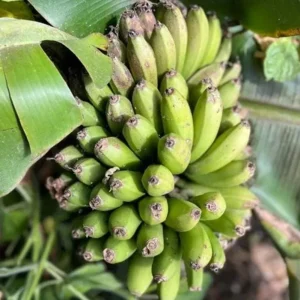Dwarf Cavendish Banana Plant – Live Banana Tree – 4-6