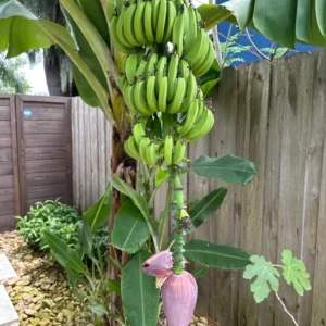 Dwarf Cavendish Banana Plant Live Starter Tree – 4-6 Inches Tall – Indoor Tropical - Image 2