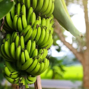 Dwarf Cavendish Banana Plant Live Starter Tree – 4-6 Inches Tall – Indoor Tropical - Image 3