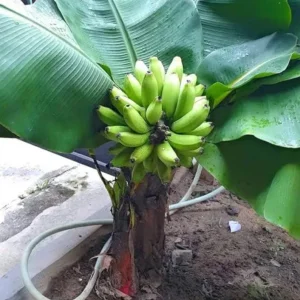 Dwarf Cavendish Banana Plant Live Starter Tree – 4-6 Inches Tall – Indoor Tropical - Image 5