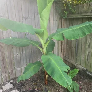 Dwarf Cavendish Banana Plant Live Starter Tree – 4-6 Inches Tall – Indoor Tropical - Image 8