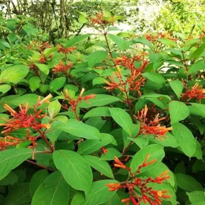 Dwarf Hamelia Live Plants – 2-Pack, 4-6