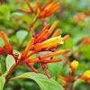 Dwarf Hamelia Live Plants – 2-Pack, 4-6" Tall, Orange Flowers, Hummingbird Friendly, Outdoor - Image 1