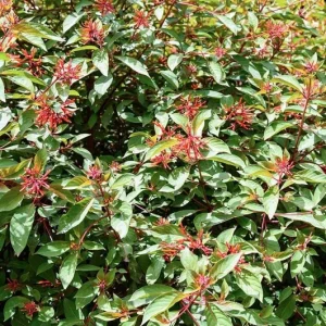 Dwarf Hamelia Live Plants – 2-Pack, 4-6