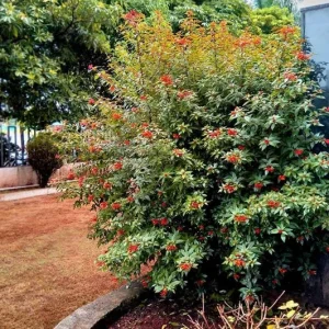 Dwarf Hamelia Live Plants – 2-Pack, 4-6