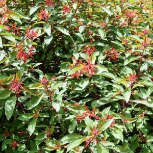 Dwarf Hamelia Live Plants – 2 Pack – 4-6