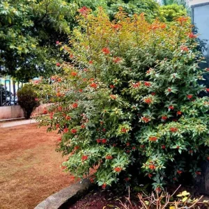 Dwarf Hamelia Live Plants – 2 Pack – 4-6