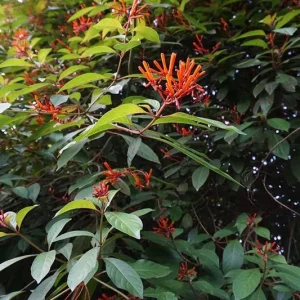 Dwarf Hamelia Live Plants – 2 Pack – 4-6