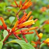 Dwarf Hamelia Live Plants – 2 Pack – 4-6" Tall Starter Plants – Bright Orange Flowers – Hummingbird Friendly - Image 1