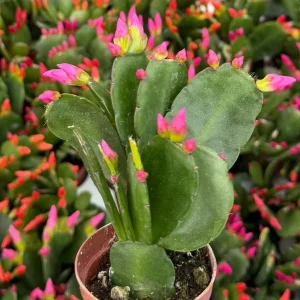 Easter Cactus Live Houseplant in 2 inch Pot - Vibrant Spring Blooms - Image 2