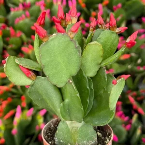 Easter Cactus Live Houseplant in 2 inch Pot - Vibrant Spring Blooms - Image 4