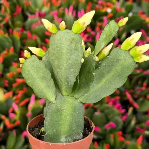 Easter Cactus Live Houseplant in 2 inch Pot - Vibrant Spring Blooms - Image 5