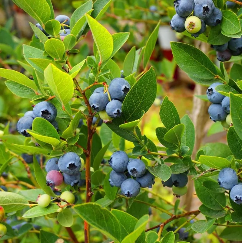 Elliott Blueberry Live Plant - Highbush Vaccinium elliottii - Starter Size - Zones 4-7 - Image 2