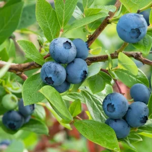 Elliott Blueberry Live Plant - Highbush Vaccinium elliottii - Starter Size - Zones 4-7 - Image 4