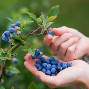 Elliott Blueberry Live Plant - Highbush Vaccinium elliottii - Starter Size - Zones 4-7 - Image 5