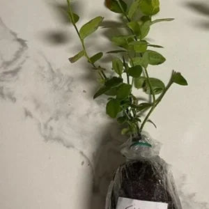 Elliott Blueberry Live Plant - Highbush Vaccinium elliottii - Starter Size - Zones 4-7 - Image 6