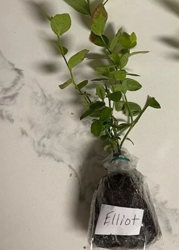 Elliott Blueberry Live Plant - Highbush Vaccinium elliottii - Starter Size - Zones 4-7 - Image 6