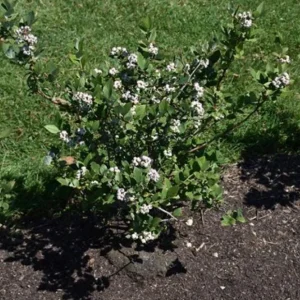 Elliott Blueberry Live Plant - Highbush Vaccinium elliottii - Starter Size - Zones 4-7 - Image 7