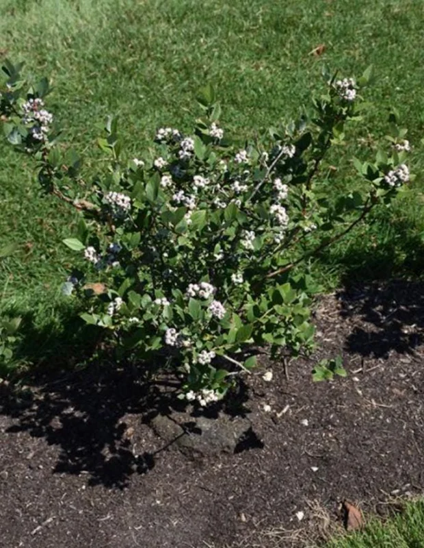 Elliott Blueberry Live Plant - Highbush Vaccinium elliottii - Starter Size - Zones 4-7 - Image 7