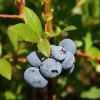 Elliott Blueberry Live Plant - Highbush Vaccinium elliottii - Starter Size - Zones 4-7 - Image 1