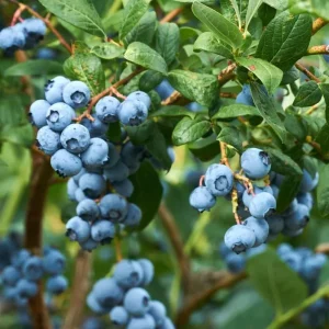 Emerald Blueberry Bush - Southern Highbush Live Plant - 4-6