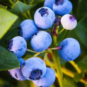 Emerald Blueberry Bush - Southern Highbush Live Plant - 4-6
