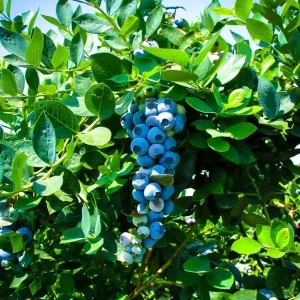 Emerald Blueberry Bush - Southern Highbush Live Plant - 4-6