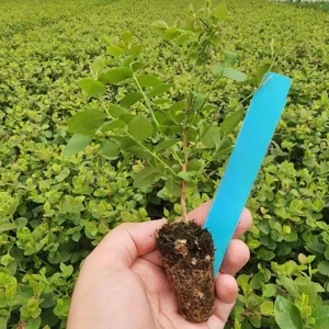 Emerald Blueberry Bush - Southern Highbush Live Plant - 4-6