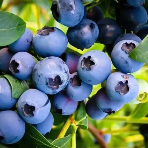 Emerald Blueberry Bush - Southern Highbush Live Plant - 4-6