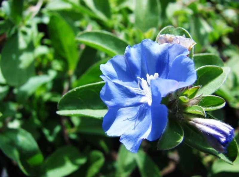 Evolvulus Blue Daze Live Plant – 2 Pack, 4-6" Tall – Vibrant Blue Flowers - Image 2