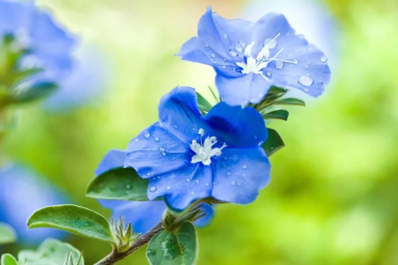 Evolvulus Blue Daze Live Plant – 2 Pack, 4-6" Tall – Vibrant Blue Flowers - Image 3