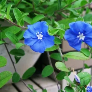 Evolvulus Blue Daze Live Plant – 2 Pack, 4-6