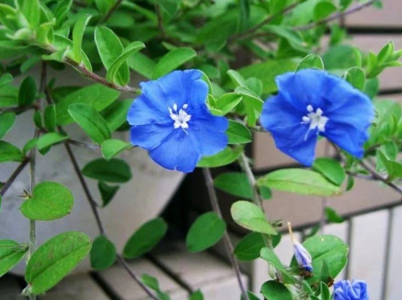 Evolvulus Blue Daze Live Plant – 2 Pack, 4-6" Tall – Vibrant Blue Flowers - Image 4