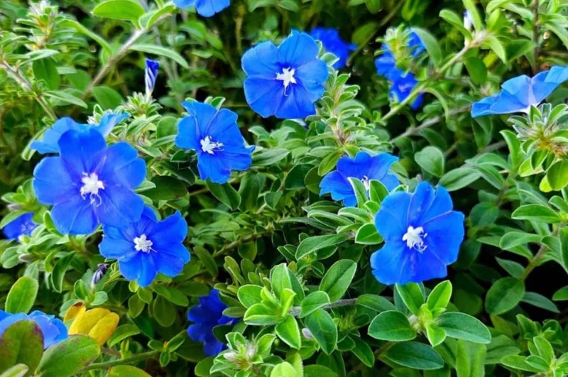 Evolvulus Blue Daze Live Plant – 2 Pack, 4-6" Tall – Vibrant Blue Flowers - Image 5