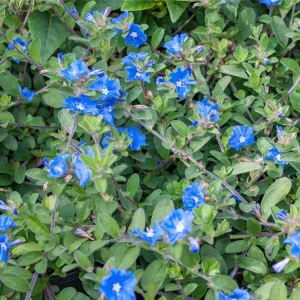 Evolvulus Blue Daze Live Plant – 2 Pack, 4-6