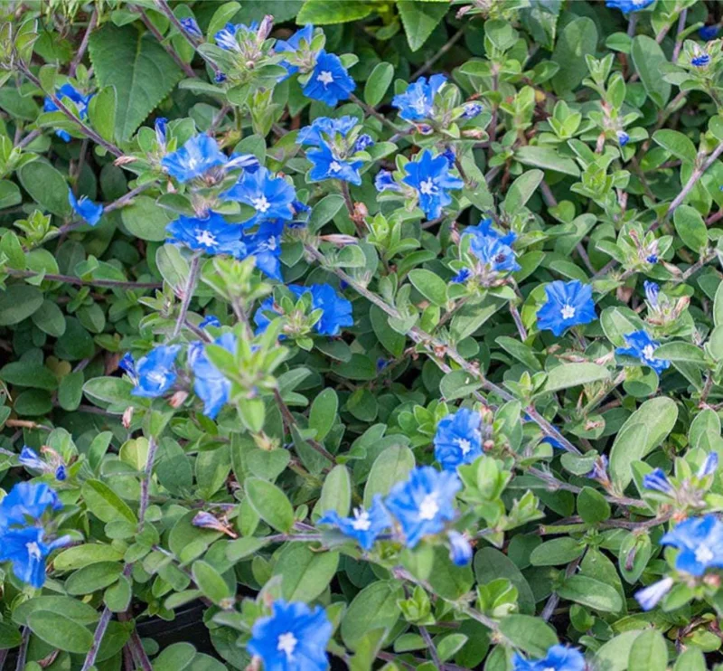 Evolvulus Blue Daze Live Plant – 2 Pack, 4-6" Tall – Vibrant Blue Flowers - Image 6