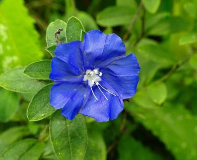 Evolvulus Blue Daze Live Plant – 2 Pack, 4-6" Tall – Vibrant Blue Flowers - Image 1