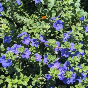 Evolvulus Blue Daze Live Plant – 2 Pack, 4-6