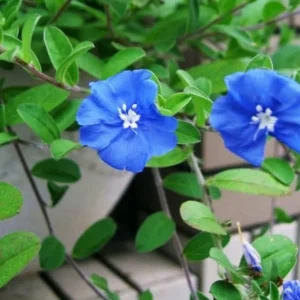 Evolvulus Blue Daze Live Plant – 2 Starter Plants, 4-6