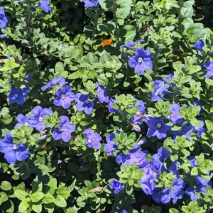 Evolvulus Blue Daze Live Plant – 2 Starter Plants, 4-6