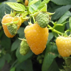 Fall Gold Raspberry Live Plants – Set of 2 – 4-6 Inch Tall – Golden Edible Fruit - Image 1