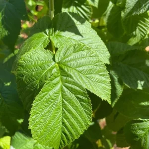 Fall Gold Raspberry Live Plants – Set of 2 – 4-6 Inch Tall – Golden Edible Fruit - Image 6