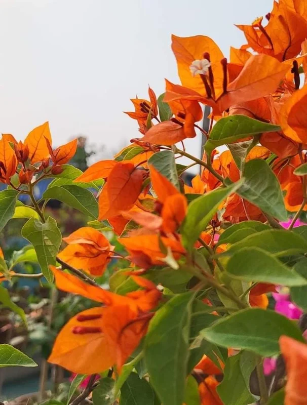 Fire Opal Bougainvillea Live Plants – Set of 3 Starter Vines – 4-6 Inches Tall – Red-Orange Flowers – Outdoor Tropical - Image 2