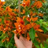 Fire Opal Bougainvillea Live Plants – Set of 3 Starter Vines – 4-6 Inches Tall – Red-Orange Flowers – Outdoor Tropical - Image 1